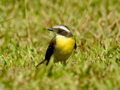 Social Flycatcher