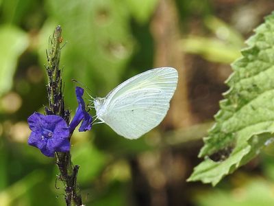 Butterflies (and Moths) of Costa Rica, 2023