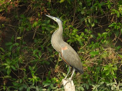 Adult Bare-throated Tiger Heron