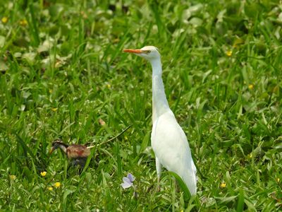 Cattle Egret with Northern Jacana