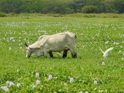 Cattle Egrets and a Jacana following a cow