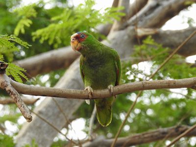 White-fronted Parrot