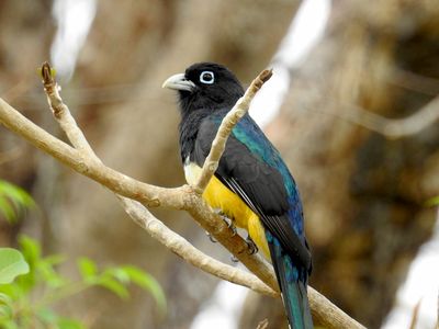 Costa Rica Birds (2023)