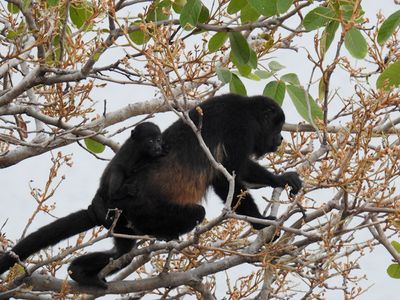 Mantled Howler Monkey (Alouatta palliata)