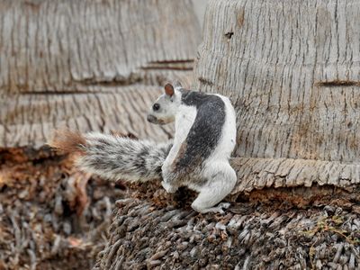 Variegated Squirrel (Sciurus variegatoides)