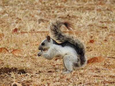 Variegated Squirrel (Sciurus variegatoides)