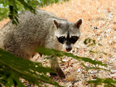 Common Raccoon (Procyon lotor)