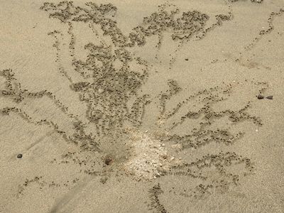 Sand Art by the Painted Ghost Crab 