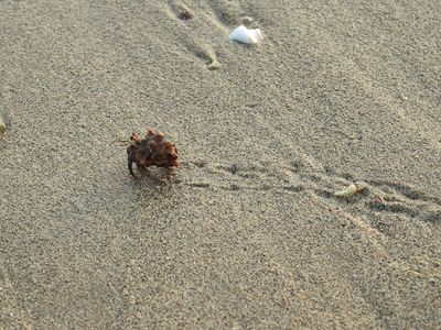Leaving Tracks - Ecuadorian Hermit Crab (Coenobita compressus)