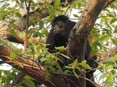 Mantled Howler Monkey (Alouatta palliata)