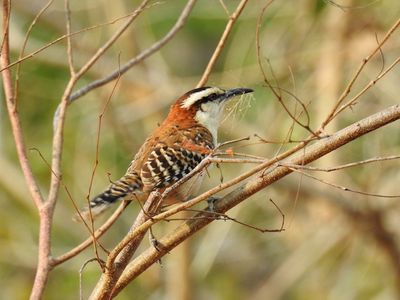 Rufous-naped Wren with nesting material
