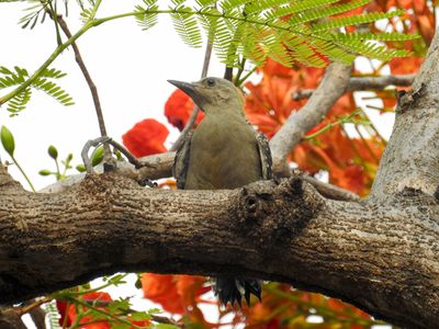 Newly fledged Hoffmann's Woodpecker