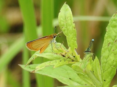 Least Skipper (Ancyloxypha numitor) with Eastern Forktail on a Rainy Day