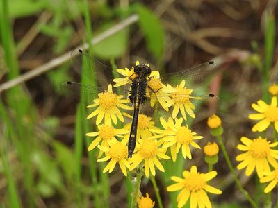 Dot-tailed Whiteface (Leucorrhinia intacta) on Ragwort