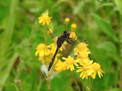 Dot-tailed Whiteface (Leucorrhinia intacta) on Ragwort