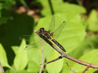 Frosted Whiteface (Leucorrhinia frigida)