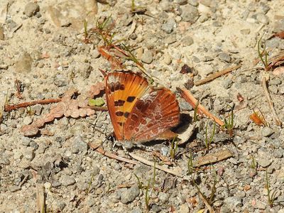 Harvester (Feniseca tarquinius)