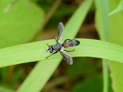 Bristle Fly (Tachinid sp.), possibly Cylindromyia intermedia