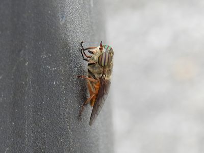 Horse Fly (Tabanid sp.)