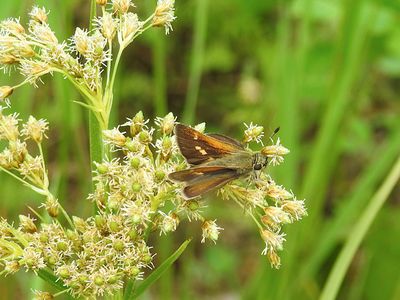 Tawny-edged Skipper (Polites themistocles)