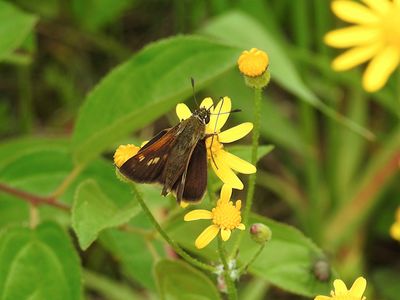 Tawny-edged Skipper (Polites themistocles)