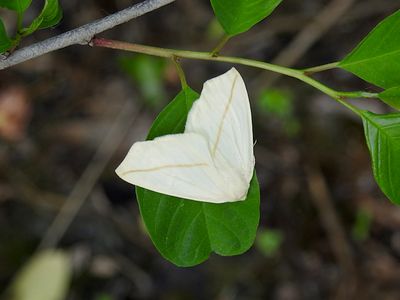 White Slant-Line (Tetracis cachexiata) Hodges #6964