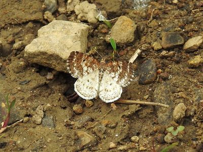 Powder Moth (Eufidonia notataria) Hodges #6638