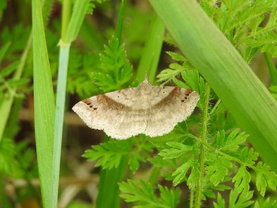 Six-spotted Gray (Spargaloma sexpunctata)Hodges #8479