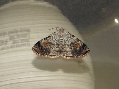 American Idia Moth (Idia americalis) Hodges #8322