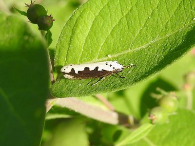 Viper's Bugloss Moth (Ethmia bipunctella)Hodges #0986