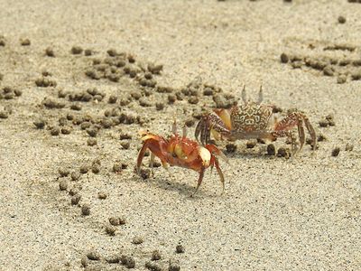 Painted Ghost Crabs (Ocypode gaudichaudii)