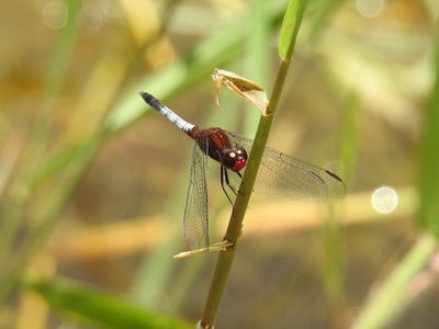 Red-faced Dragonlet (Erythrodiplax fusca)