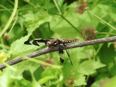 Common Whitetail, female (Plathemis lydia)