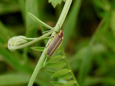 Common Eastern Firefly (Photinus pyralis)