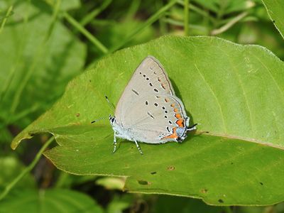 Acadian Hairstreak (Satyrium acadicum)