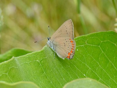 Hairstreaks