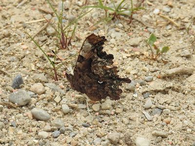 Green Comma (Polygonia faunus)