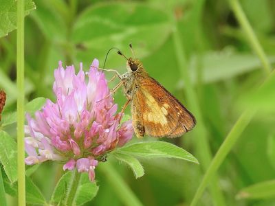 Sedge Skippers