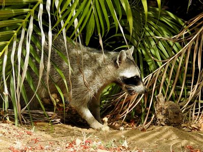 Common Raccoon (Procyon lotor)