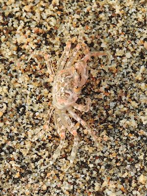 Gulf Ghost Crab (Ocypode occidentalis)
