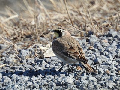 Vireos and Larks