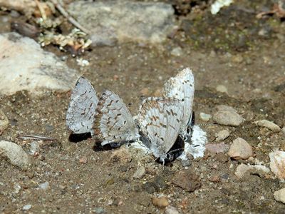 Northern Spring Azure (Celastrina lucia)