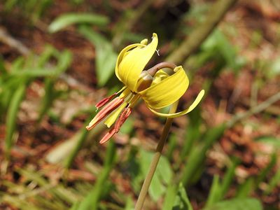 Trout lily (Erythronium americanum)