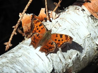 Eastern Comma (Polygonia comma)