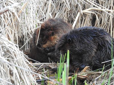 Beaver pair, grooming (Castor canadensis)