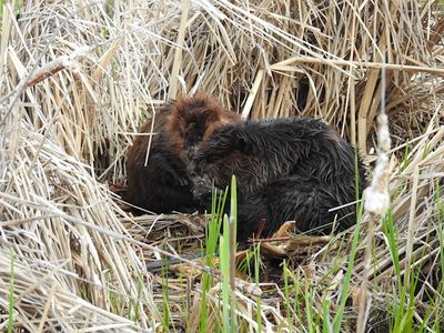 Beaver pair, grooming (Castor canadensis)