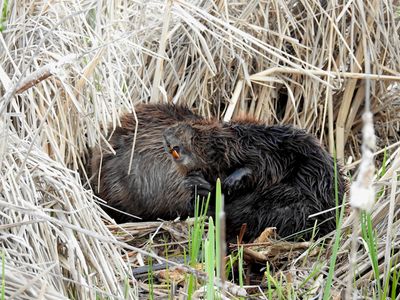 Beaver pair, grooming (Castor canadensis)