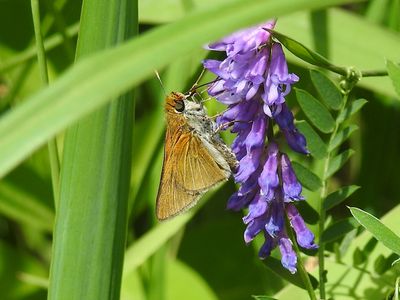 Two-spotted Skipper (Euphyes bimacula)