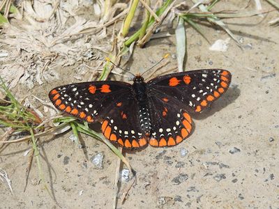 Brushfooted Butterflies:  Tribe Melitaeini