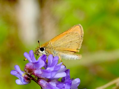 European Skipper (Thymelicus lineola)